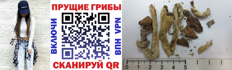 Псилоцибиновые грибы Psilocybe  Купить где  Апшеронск 
